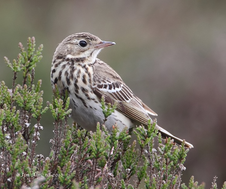 Tree Pipit  Pole Cottage 6 6 10 IMG_3896